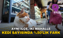 Aynı ilçe, iki mahalle: Kedi sayısında yüzde 50’lik fark
