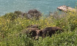 Kuşadası’nda yaban domuzları sokağa indi: Yanlış besleme doğal dengeyi bozuyor