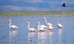 Marmara Gölü yeniden nefes alıyor: Allı turnalar evine döndü