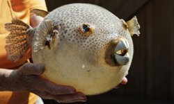 Zehirli istilaya karşı av: 665 bin balon balığı yakalandı