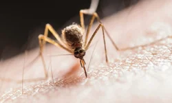 Önlenebilir hastalık sıtma 2024 yılında 610 bin can aldı