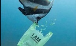 Japonya’da suda eriyen poşetler denizleri kurtaracak