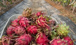 Tropikal serada yapay zeka devrimi