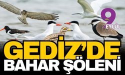 Gediz Deltası’nda bahar şöleni: Yüzlerce kuş türü kuluçkaya yattı