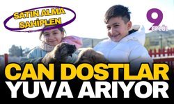 Patili dostlar yuva arıyor: İzmir’de "Satın Alma, Sahiplen" seferberliği