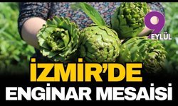 İzmir'de enginar mesaisi