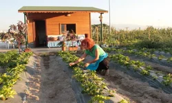 Hobi bahçeleri ile ilgili önemli karar! Tarım arazilerine yönelik düzenleme