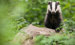 Nesli tehlike altında; Silahla öldürdüler