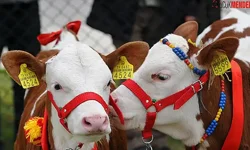 Ödemiş'te buzağı yarışması