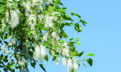 İzmir'de polen alarmı: Kronik hastalar için 'ölümcül' risk kapıda