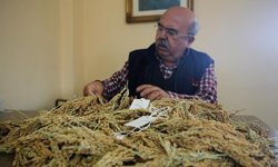 Çeltiğin babasından kuraklığa ve hastalıklara dayanıklı üç yeni tür