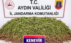 Jandarmadan zehir serasına darbe