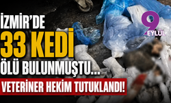 İzmir'de 33 kedi ölü bulunmuştu: Soruşturma sonucu veteriner tutuklandı