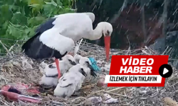 Yaren leylek baba oldu: İlk yavruları yumurtadan çıktı