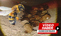 Arı faciası; 400 küçükbaş hayvan öldü