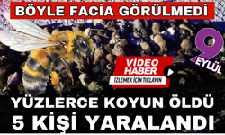 Arı faciası; 400 küçükbaş hayvan öldü