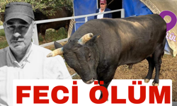 Boğanın saldırısına uğrayan besici, yaşam savaşını kaybetti