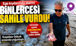 Ege kıyılarında alarm! Binlercesi sahile vurdu
