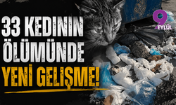 İzmir'de 33 Kedinin Ölümü: Gözaltına Alınan Veteriner Adliyeye Sevk Edildi