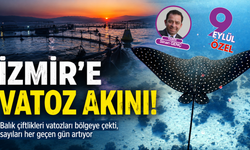 Çeşme açıklarında vatoz hareketliliği: Balık çiftlikleri deniz yaşamını dönüştürüyor