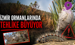 İzmir ormanlarında görünmeyen tehlike: Çam kese böceği yayılıyor