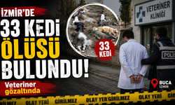 İzmir'de 33 kedi ölüsü bulundu! Veteriner gözaltında