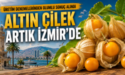 İzmir'de yeni üretim heyecanı: Altın çilek tarlalara indi