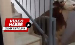 Kurbanı kesmek için 6’ıncı kata çıkardı