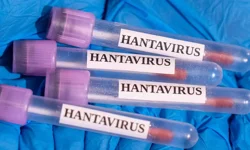 Sağlık Bakanlığı'ndan hantavirüs açıklaması: Türkiye sınırlarında henüz izine rastlanmadı