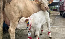 En güzel buzağısı ve annesi satıldı