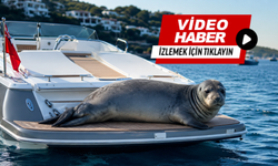 Akdeniz Foku'nun motoryat keyfi