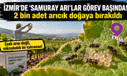 İzmir’de kahverengi kokarcaya karşı samuray arıcığı hamlesi