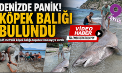 Kuşadası'nda ölü köpek balığı bulundu