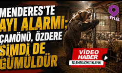 Menderes'te ayı alarmı; Çamönü, Özdere şimdi de Gümüldür