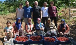 Manisa'da kiraz hasadı başladı