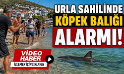 Urla’da kıyıya kadar gelen köpek balığı paniğe neden oldu