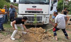 Özdere'de sakız ağaçları toprakla buluştu
