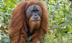 Yağışlar orangutanlarını vurdu: Tür yok oldu!
