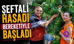Selçuk'ta şeftali hasadı bereketiyle başladı