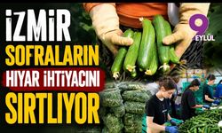 İzmir sofraların hıyar ihtiyacını sırtlıyor