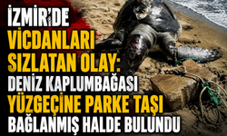 İzmir’de vicdanları sızlatan olay: Deniz kaplumbağası yüzgecine parke taşı bağlanmış halde bulundu