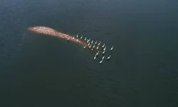 Güneydoğu Anadolu’da kuraklığın vurduğu sulak alanlar son yağışlarla hayata döndü
