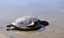 İzmir ve Aydın sahillerine 3 caretta caretta vurdu