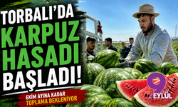 Torbalı'da karpuz hasadı başladı