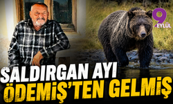 Saldırgan ayı Ödemiş'ten gelmiş