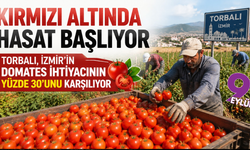 Kırmızı altında hasat başlıyor: Torbalı, İzmir’in domates ihtiyacının yüzde 30’unu karşılıyor