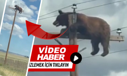 Ayı elektrik direğine çıktı!