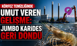 Körfez temizliğinde umut veren gelişme: Jumbo karides geri döndü