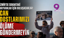 İzmir'de sokaktaki hayvanlar için buluşacaklar: Can dostlarımızı ölüme göndermeyin