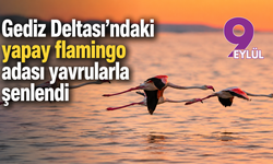 Gediz Deltası'ndaki yapay flamingo adası yavrularla şenlendi